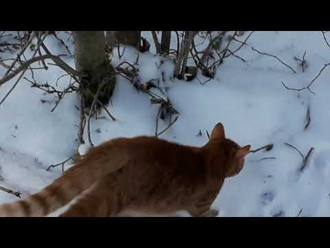 Fanta och Pepsi ute i kylan del 2