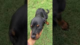 Video preview image #1 Rottweiler Puppy For Sale in Hillsboro, NH, USA