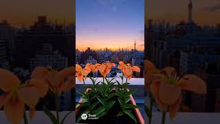 花のタイムラプス動画！