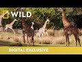 Kenya The Giraffe Gets A Pedicure Magic Of Disney S Animal Kingdom National Geographic WILD UK