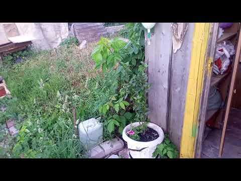 Лаврушка в средней полосе. Как можно выращивать лавр в холодном климате.