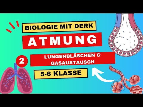 Atmung | 2 | Lungenbläschen & Gasaustausch | 5 & 6 Klasse