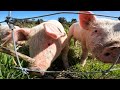 one minute of OINKING pigs
