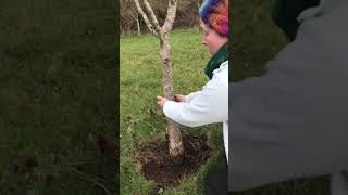 Grease banding a fruit tree to protect from ants and coddling moth