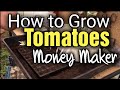 How To Grow Tomatoes From Seed UK Money Maker Crimson Crush