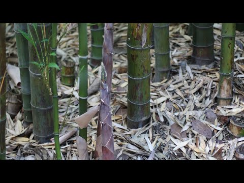 How to Remove Bamboo Roots From Your Garden - With and...