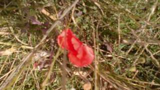 In Rembrance. Tell Them by Terry Mills. Song , John Condon