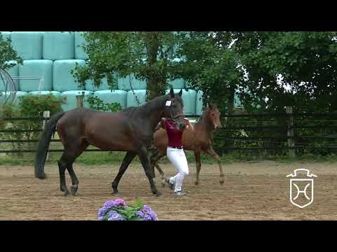 OH066 Stutfohlen von Plot Blue - Lordano - Cor de la Bryére