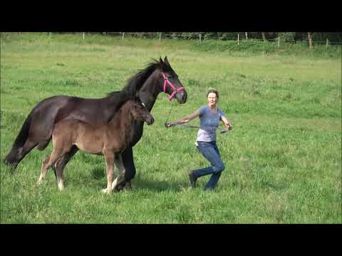 SF2019 Dancier Gold   Don Index