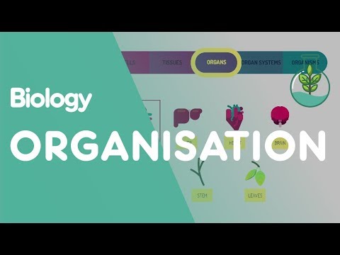 Levels of organisation an organism | Cells | Biology | FuseSchool