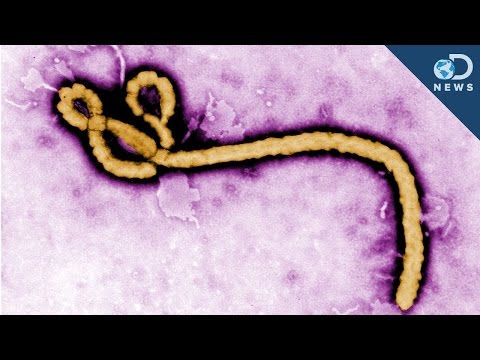 Can You Recover From Ebola?