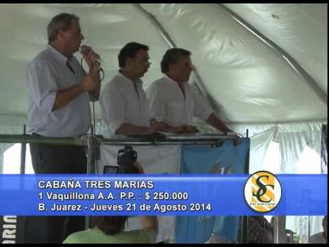 Cabaña Tres Marías - Vaquillonas - Ganadera Azul S.R.L. - B. Juarez - 21/08/2014