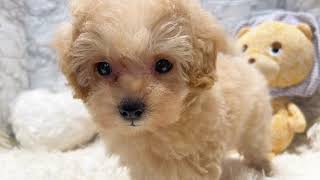 ハーフ犬の動画01