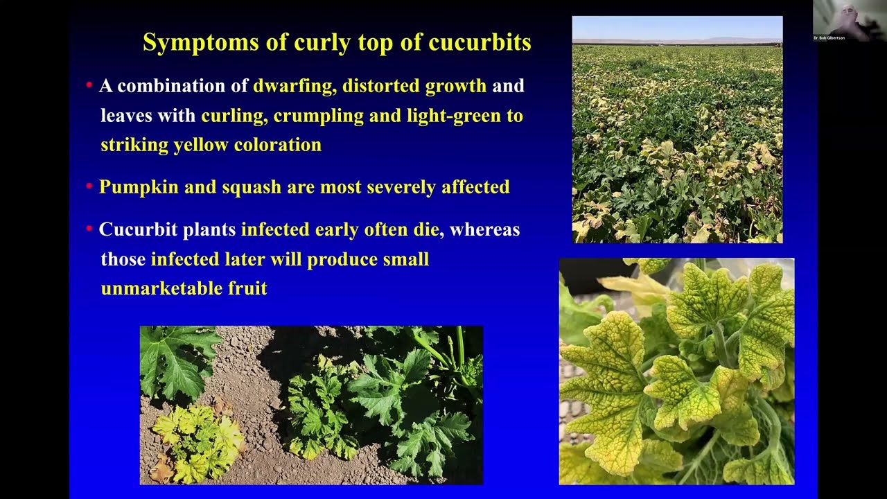 Beet curly top virus (BCTV), EVCWG (2026)
