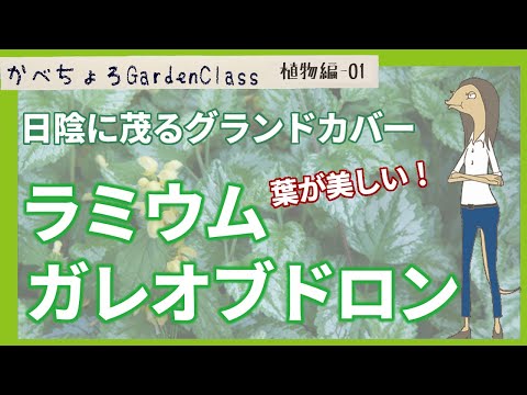 園芸 BRF、ラミールウッドの破片