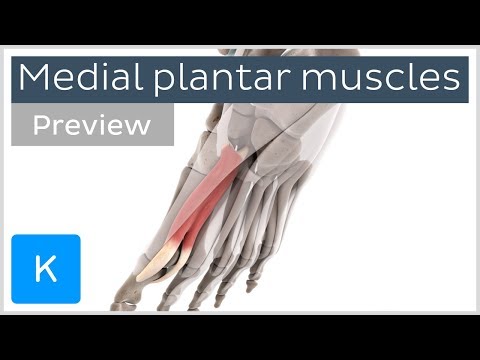 Functions of the medial plantar muscles of the foot (preview) - Human 3D Anatomy | Kenhub