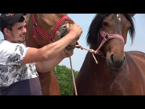 Caii lui Marius de la Craidorolt, Satu Mare - 2022 Nou!!!