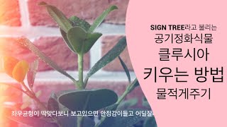 크루시아 키우기