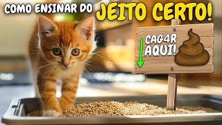 Seu Gato FILHOTE faz xixi no lugar ERRADO? Como ENSINAR o Gato a usar a CAIXA DE AREIA CORRETAMENTE!