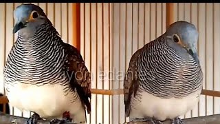 Download lagu pancingan perkutut /perkutut bali gacor mp3 Download lagu pancingan perkutut /perkutut bali gacor mp3