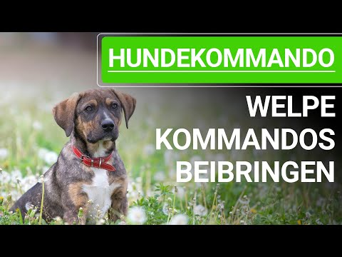 💥🐶 Welpe Kommandos beibringen - 4 GRÜNDE/FEHLER bei der Welpenerziehung! Kommandos für den Hund 💥