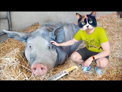 VYROBILI JSME MÝDLO Z PRASETE