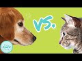 Dogs vs. Cats | Which is Better?