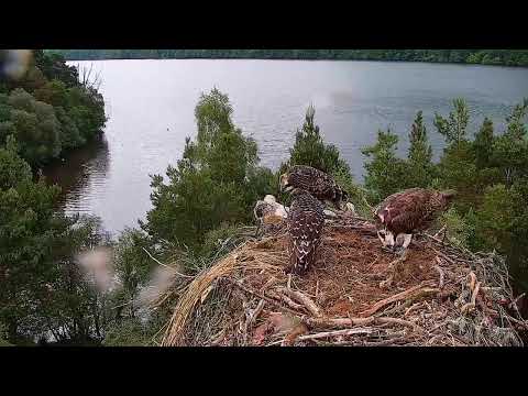 Live osprey nest camera at Loch of the Lowes Wildlife Reserve