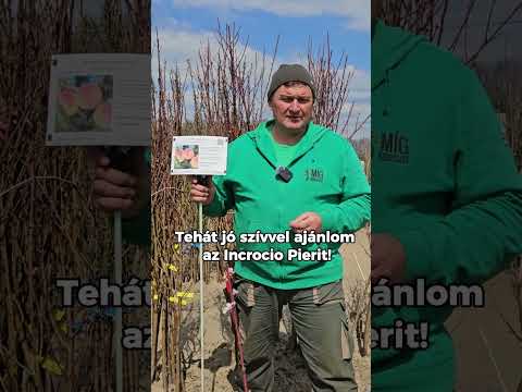 Őszibarack fajtaajánló: Incrocio Pieri és Remény videó