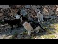 Kittens Meowing Loudly Becuase They Are So Hungry