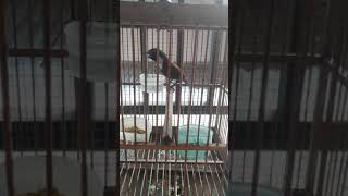 Download lagu TEPUS LEHER PUTIH gacor langsung nembak mp3 Download lagu TEPUS LEHER PUTIH gacor langsung nembak mp3