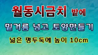 [텃밭농부 1,676]  월동시금치. 월동상추밭에 밑거름 넣고 토양만들기. #시금치재배 #상추재배