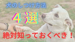 【ペット初心者から既に飼っている方まで必見！】犬の訓練方法４選