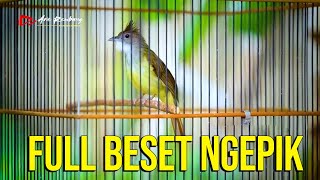 Download lagu CUCAK JENGGOT Gacor Full Beset Ngepik mp3