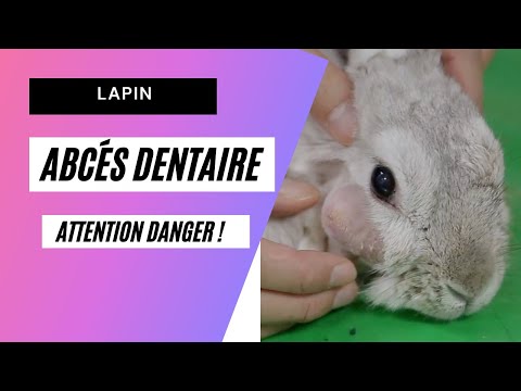 , title : 'Abcès dentaire du LAPIN. Ca se soigne.'