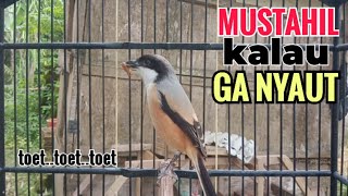 Download lagu SUARA CENDET GACOR || TOET TOET biangnya bikin cendet jenis apapun langsung nyaut emosi ikutan bunyi mp3