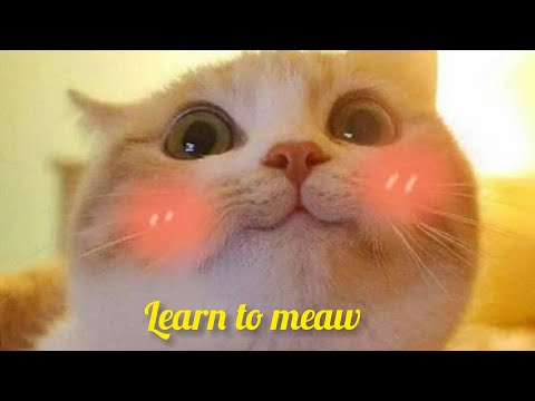 LEARN TO MEOW MEOW [TIK TOK SONG] - WENGIE, XIAOPANPAN, XIAOFENGFENG (SAY MEOW MEOW)