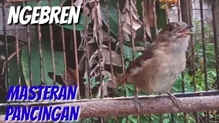 Download lagu flamboyan gacor ngebren dan nyiul ampuh untuk pancingan dan masteran mp3