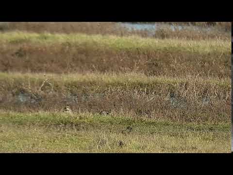 Alouette haussecol Zélande 28 01 2018