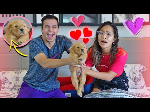 O NOVO INTEGRANTE! - CUIDAMOS DE UM FILHOTINHO POR UM DIA! - MUITA FOFURA!