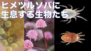 ヒメツルソバに生息する生物たち（2020年12月31日撮影）