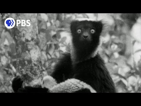 Young David Attenborough records the first-ever audio of an indri lemur