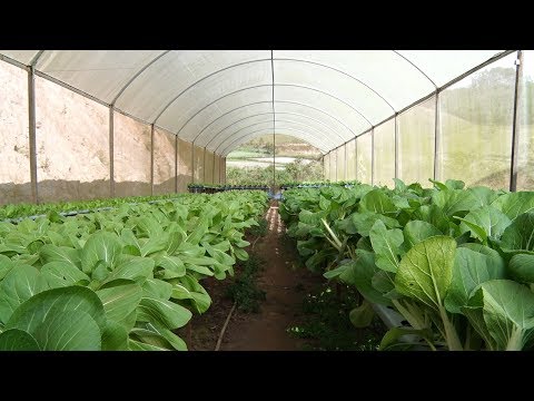 Agricultores de Nova Friburgo explicam por que usam ou não agrotóxicos
