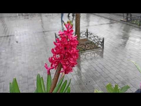 Nokia 9 Pureview ve Xiaomi Note 10 Pro ( Cc9 Pro ) Kamera Fotoğraf Kıyaslaması Photo compare