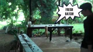 HAWAII - Hana, Maui - 2011 - Clark Danger - Farm Life