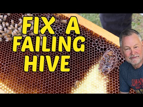 Beekeeping | How To Save A Failing Hive & Get It Through Winter