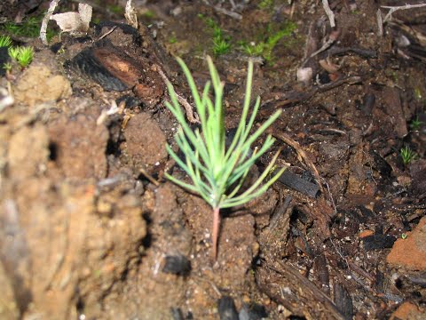 Metsolan Metsäkoulu 56, Joku ajatus Männyn kylvöstä