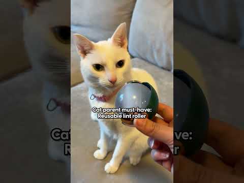 Reusable Lint Roller for Cat Parents | The Pack