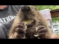 Baby Beaver Eats Bananas ASMR