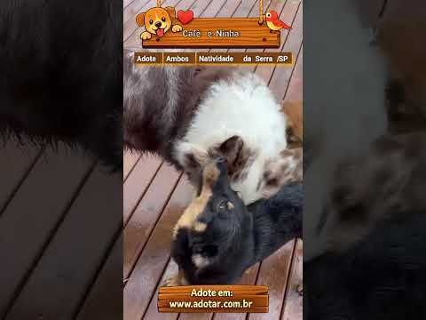 Vídeo de Café e Ninha